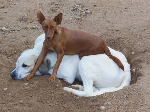 PROMISSE, petite chienne adorable de 3 ans 315 24140 Douville