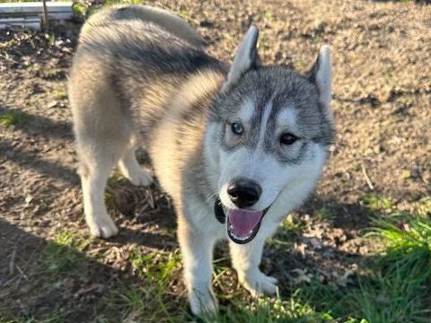 Chiots husky LOF 700 44410 Herbignac