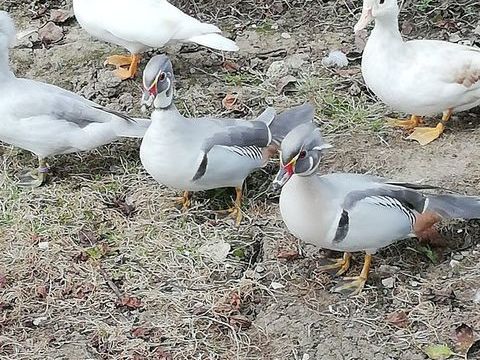 Carolin argent&eacute; femelle 45 47440 Casseneuil