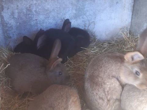 Lapins de clapier 20 29710 Ploz�vet