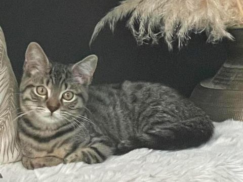 Adorable chaton m&acirc;le de 4 mois (Bali) cherche sa famille pour la vie 80 62149 Annequin
