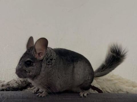 Chinchilla 70 67690 Hatten