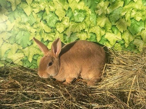 Lapins rexs nains 35 60420 Saint-martin-aux-bois