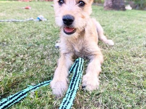 Noisette, la rescap&eacute;e 300 60000 Allonne