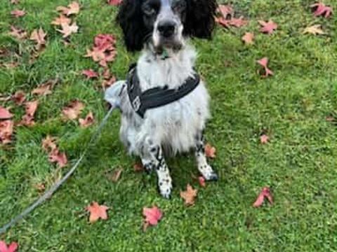 Yugo 250 53120 Brec�