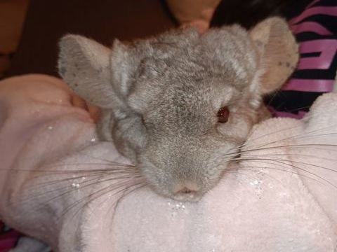 Donne Chinchilla 0 17620 �chillais