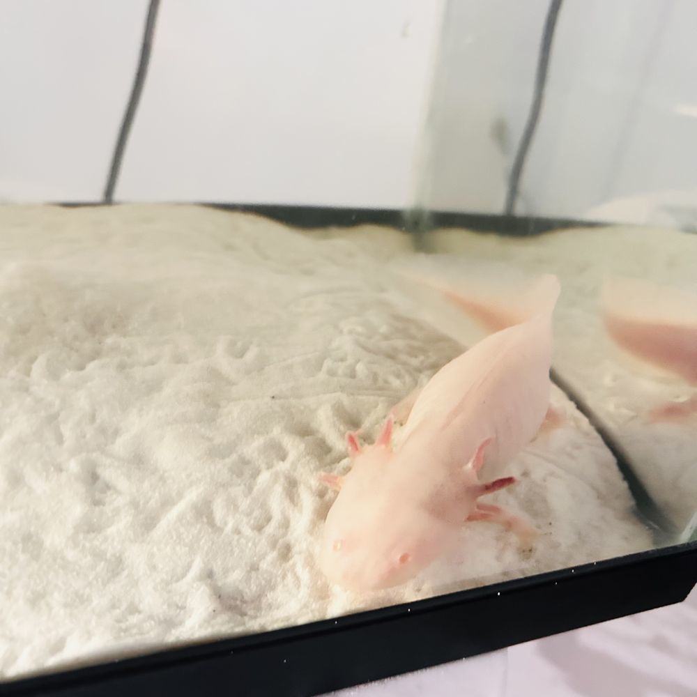   Axolotl albinos 