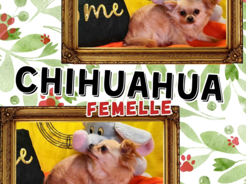 Chiot chihuahua femelle poils longs 650 18140 Pr�cy