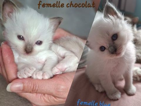 Chatons Sacr&eacute;s de Birmanie 1200 13013 Marseille