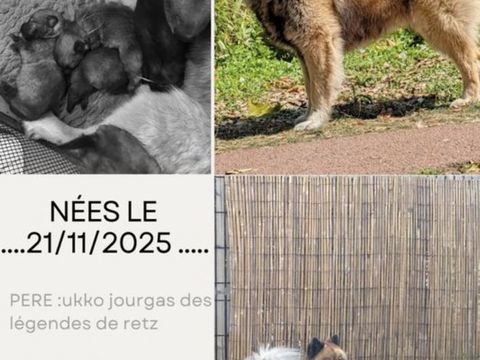 Magnifiques Chiots Eurasier lof 1800 51100 Reims