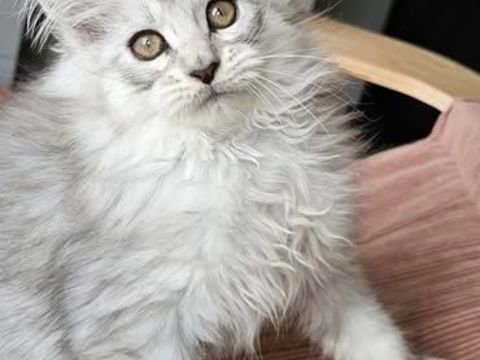 MAGNIFIQUES CHATONS MAINE COON LOOF pour NOEL, LIVRAISON 1500 22250 rac