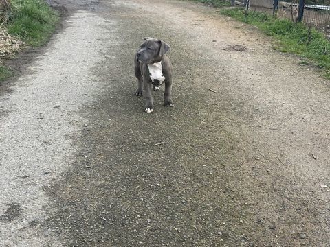 American bully xl 850 03250 Ch�tel-montagne