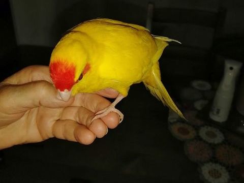 eleveur amateur dispose de KAKARIKI EAM et de CALOPSITTE EAM 100 33740 Ar�s