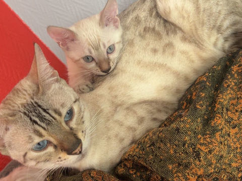 Bengal Snow Lynx 1190 13014 Marseille