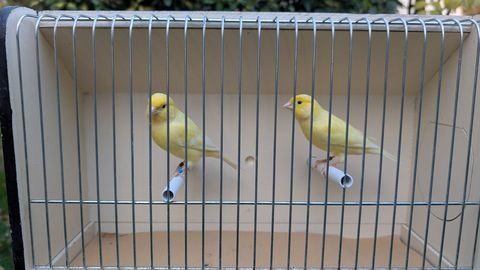 Couple canaris jaunes 2025 30 44850 Lign