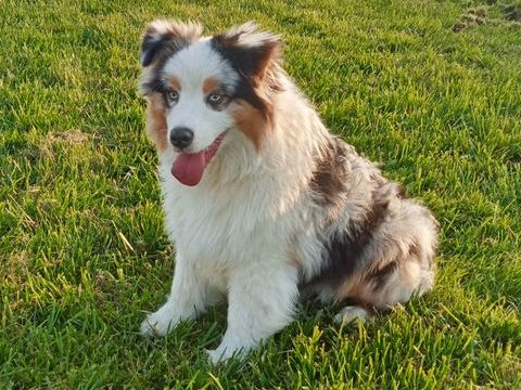 Berger Australien chiot femelle Bleue Merle 1400 85600 Montaigu