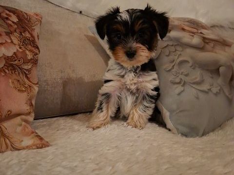  Chiots BIEWER 1150 24110 Manzac-sur-vern