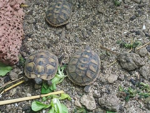 Jeunes tortues testudo 75 91260 Juvisy-sur-orge