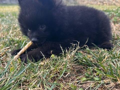 Spitz Nain 700 87100 Landouge