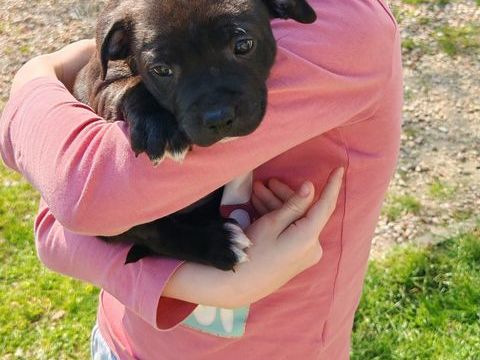 Staffordshire bull terrier 1400 28500 Saulni�res