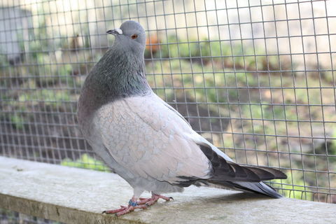 Offrez un couple de pigeons à Noël 15 63110 Beaumont