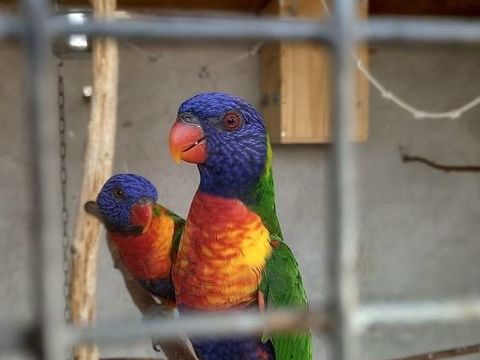 loriquet de swainson 250 07430 Saint-clair