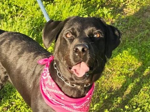 CHLOE 300 95610 �ragny