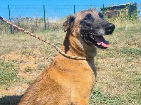 Chien NEXUS à l adoption 210 34450 Vias