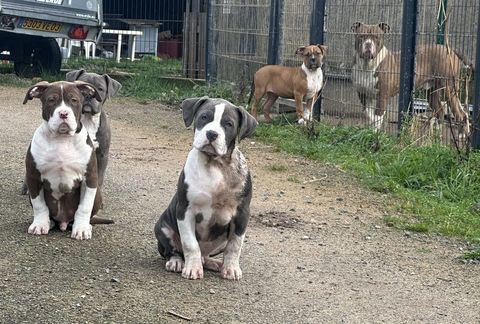 American bully XL 850 03250 Ch�tel-montagne