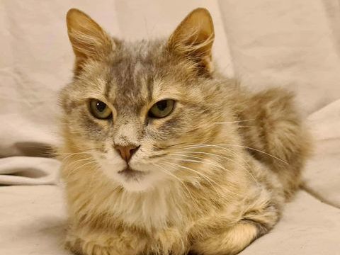 FAIRY FEMELLE TIGREE CREME 3 ANS 1/2 195 92260 Fontenay-aux-roses