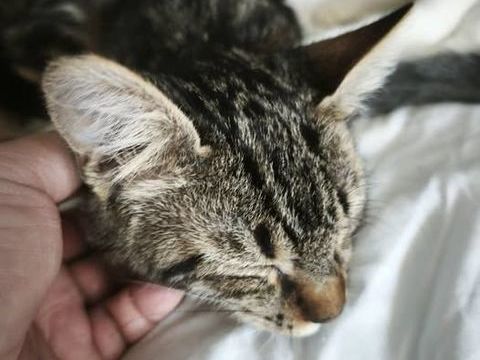 Chat TIGER &agrave; l adoption 150 07130 Saint-romain-de-lerps