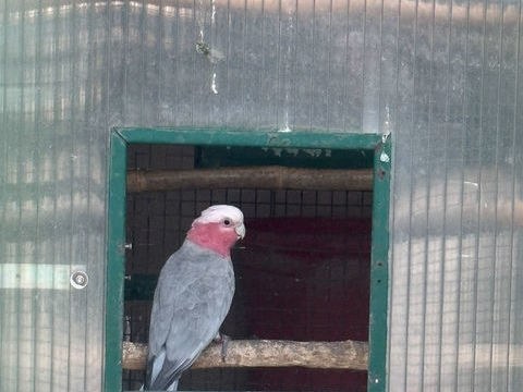  Cacatoès Rosalbin femelle  750 25270 Chapelle-d'huin