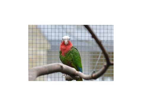 Perroquet amazone de cuba femelle epp 2002 190 35136 Saint-jacques-de-la-lande