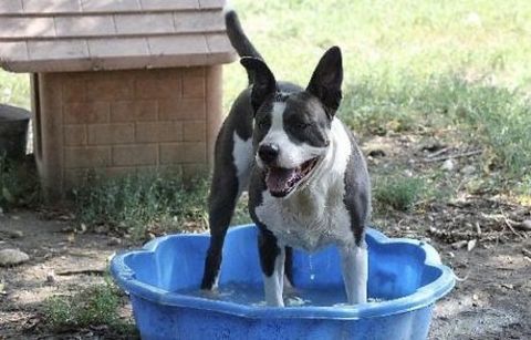 Scrapy 230 26700 Pierrelatte