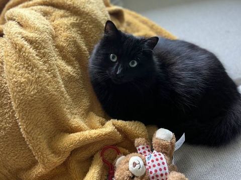 Curcuma 190 44000 Nantes