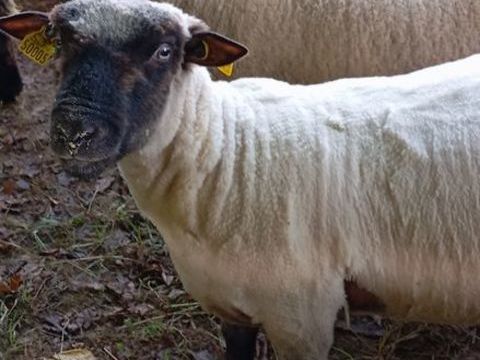 Bélier stropshire 240 53810 Chang