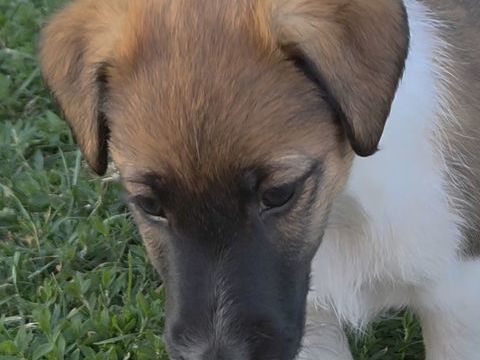 CHIOTS  LOF FOX TERRIER POIL LISSE, une belle naissance. 1400 28800 Pré-saint-Évroult