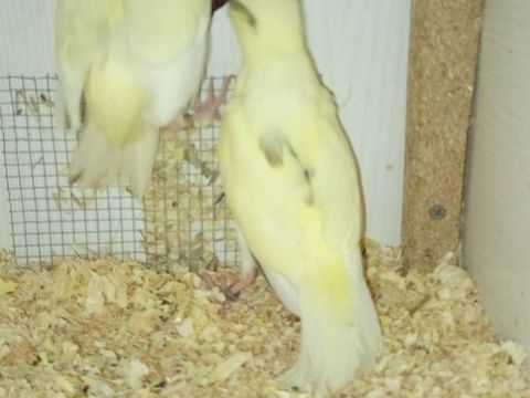 Kakariki 80 15210 Ydes