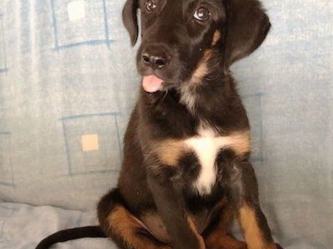 Lucie, 2,5 mois, est à l'adoption! 0 34000 Montpellier