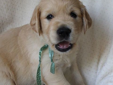 Magnifiques Golden Retrievers LOF 1300 12100 Millau