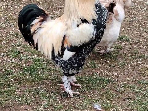 Coq FAVEROLLES 25 65200 Bagn�res-de-bigorre