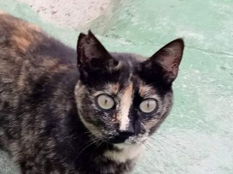 FLECHITA 220 95610 �ragny