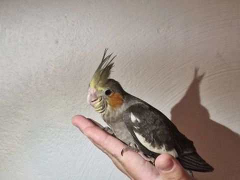 Calopsittes eam 150 11130 Sigean