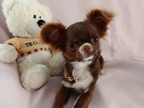 Femelle chihuahua 1200 38270 Beaurepaire