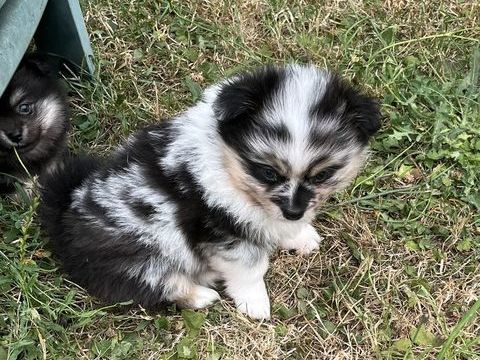 Superbes chiots Pomchi 1200 02100 Fayet