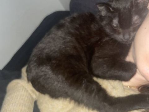 Adorable chat c&acirc;lin cherche une famille avec jardin ? 0 75018 Paris