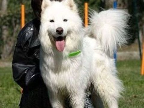 Chien ZOUZOU à l adoption 300 07000 Pranles
