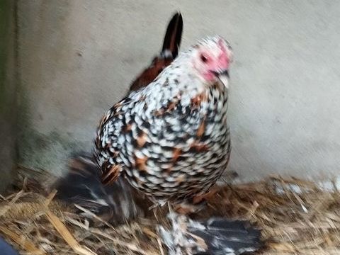 Poule sabelpoot 30 56140 Tr�al