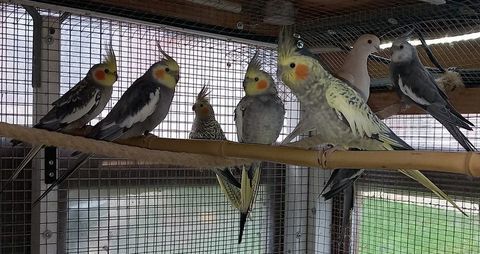 Perruches Calopsitte 
25 49450 Saint-macaire-en-mauges