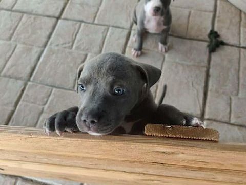 MISS MAGGIE 300 22000 Saint-brieuc